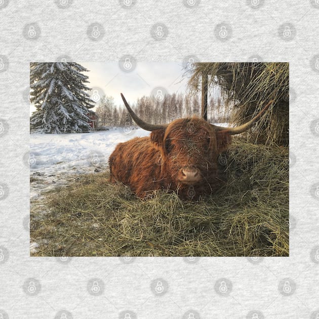 Scottish Highland Cattle Cow 2212 by SaarelaHighland